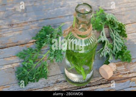 Gewöhnliches Wurmholz, Absinth-Wurmholz, Absinth-Sagewort (Artemisia absinthium), Schnaps aus Wurmholz, Deutschland Stockfoto