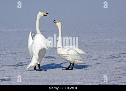 Whooper-Schwan (Cygnus cygnus), zwei Schwäne, die auf dem gefrorenen See, Japan, Hokkaido drohen Stockfoto