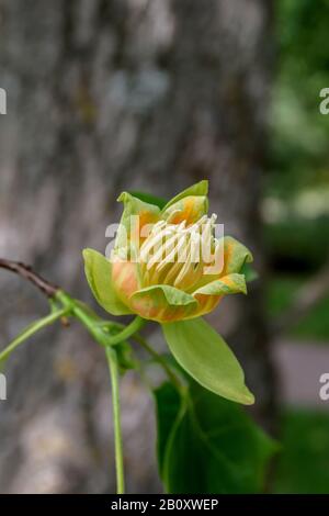 Tulpenbaum (Liriodendron tulipifera), Blume, Schweden, Skane Laen Stockfoto