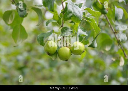 krabbenapfel, Wildkrabbe (Malus sylvestris), wilde Äpfel an einem Baum, Deutschland, Sachsen Stockfoto