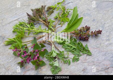 Wildgemüse in Sprig, gesammelte Kräuter, Deutschland Stockfoto