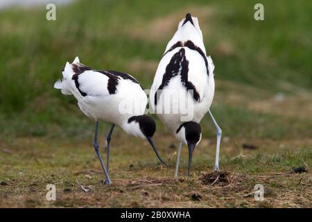 Pied avocet (Recurvirostra avosetta), Foraging, Niederlande, Texel Stockfoto