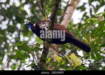 Trinidad Piping Guan (Pipile Pipile), eine stark gefährdete Vogelart, die auf Trinidad, Trinidad und Tobago, Trinidad, endemisch ist Stockfoto