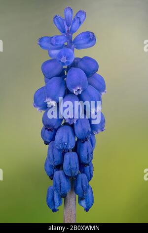 Hyazinthe (Muscari spec), Infloreszenz, Deutschland, Bayern Stockfoto