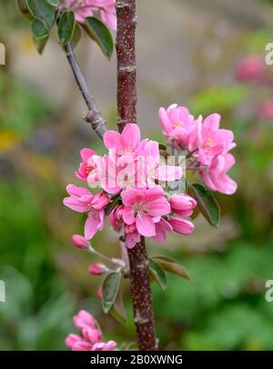 Apfelbaum (Malus domestica 'Maypole', Malus domestica Maypole), Kultivar Maypole Stockfoto