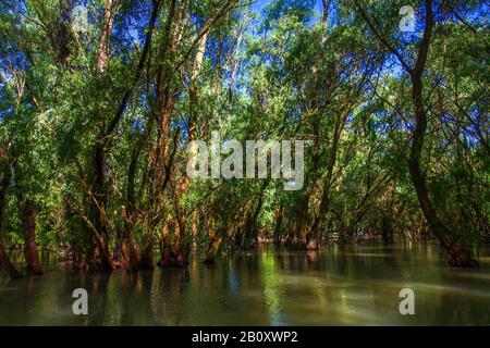 Flutwald im Donau-Delta, Rumänien, Donau-Delta Stockfoto