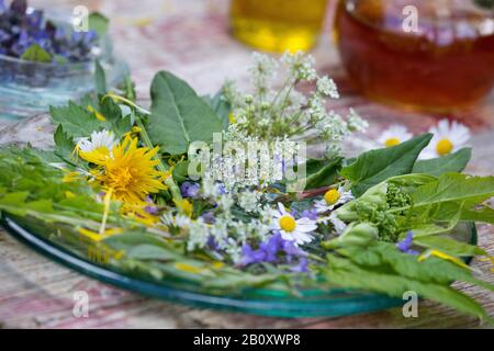 Frühlingssalat aus Wildkräutern, Deutschland Stockfoto