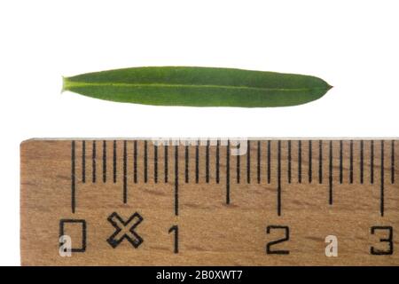 Großes Heckenbettstroh, Glattes Betstroh (Kalium mollugo), Blatt, Ausschnitt mit Lineal, Deutschland Stockfoto