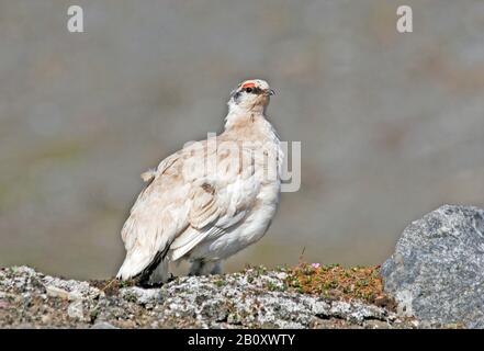 Svalbard Rock Ptarmigan, Svalbard Snow Chicken (Lagopus muta hyperborea, Lagopus mutus), auf einem Felsen, Norwegen, Svalbard Stockfoto