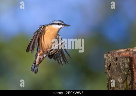 Eurasisches Nuthatch (Sitta europaea), Landung auf einem Pfosten, Deutschland, Baden-Württemberg Stockfoto