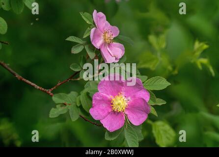 Rose (Rosa spec.), Rosenblüten, Deutschland, Bayern, Oberbayern, Oberbayern Stockfoto