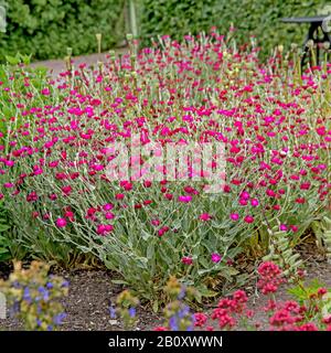 Rose Campion, Crown Pink, Mulleinrosa, Dusty Miller (Lychnis coronaria, Silene coronaria), Blooming, Schweden Stockfoto