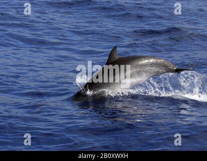 Atlantischer Delphin (Stenella frontalis), Springreiten, Madeira Stockfoto