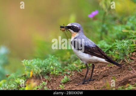 Nordrad (Oenanthe oenanthe), männlich am Boden mit gefangenem Insekt im Schnabel, Rumänien Stockfoto