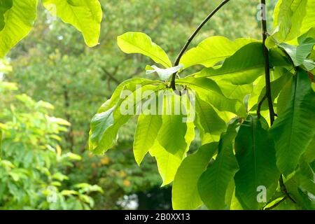 Regenschirm Magnolia, Regenschirm, Magnolia Parasol (Magnolia tripetala), Traufe Stockfoto