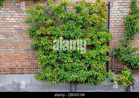 Gemeine Birne (Pyrus communis), Espalier Fruit, Schweden, Skane Laen Stockfoto