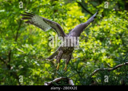 Eurasischen Mäusebussard (Buteo buteo), ausgehend von einer Niederlassung, Schweiz, Sankt Gallen Stockfoto