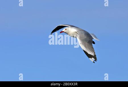 Rotschnabelmöwe, Makrelenmöwe, Tarapunga, Akiaki (Chroicocephalus scopulinus), im Flug am Himmel, Seitenansicht, Neuseeland Stockfoto