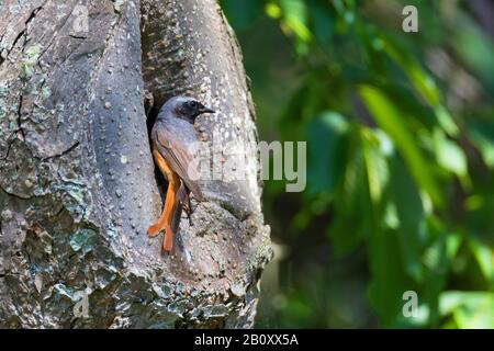 Gemeinsamer Rotstart (Phönicurus phoenicurus), männliches Perchen am Eingang des Nistlochs, Deutschland Stockfoto