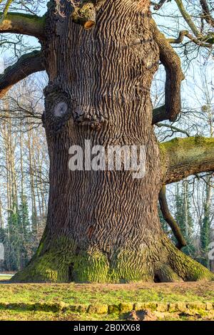 Gewöhnliche Eiche, Stieleiche, englische Eiche (Quercus robur. Quercus pedunculata), Eiche Stamm, Deutschland, Sachsen Stockfoto