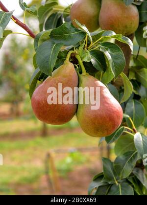 Gemeine Birne (Pyrus communis 'Decora', Pyrus communis Decora), Birnen an einem Baum, kultivieren Decora Stockfoto