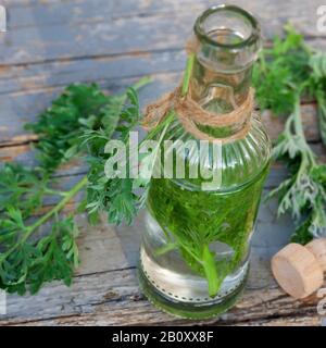 Gewöhnliches Wurmholz, Absinth-Wurmholz, Absinth-Sagewort (Artemisia absinthium), Schnaps aus Wurmholz, Deutschland Stockfoto