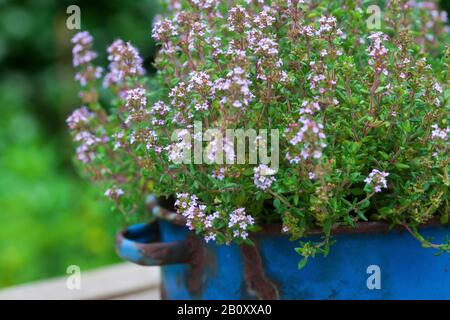 Gartenthyme, englischer Thymian, häufiger Thymian (Thymus vulgaris), blüht in einem Topf, Deutschland Stockfoto