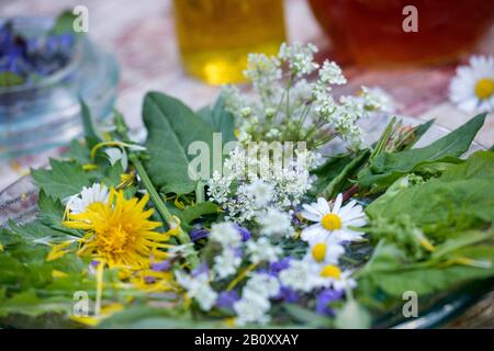 Frühlingssalat aus Wildkräutern, Deutschland Stockfoto