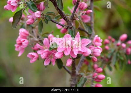 Apfelbaum (Malus domestica 'Maypole', Malus domestica Maypole), Kultivar Maypole Stockfoto