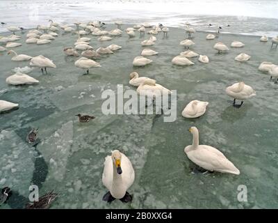 Whooper-Schwan (Cygnus cygnus), Truppe auf dem Eis über See, Japan, Hokkaido Stockfoto