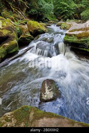 Rapids nannte Irreler Wasserfaelle des Naturparks Südeifel, Deutschland, Rheinland-Pfalz, Eifel, Irrel Stockfoto