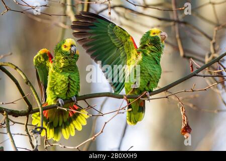 gelb-geköpfter amazonas (Amazona-Oratrix), zwei gelb geköpften amazonen nebeneinander auf einer Filiale, Deutschland, Baden-Württemberg, Rosensteinpark Stockfoto