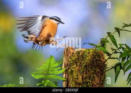 Eurasisches Nuthatch (Sitta europaea), Landung auf einem Pfosten, Deutschland, Baden-Württemberg Stockfoto