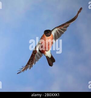 Stierkampfarena, Eurasische Stierkampfarena, Nordbullfinch (Pyrrhula pyrrhula), männlich im Flug, Vorderansicht, Deutschland Stockfoto