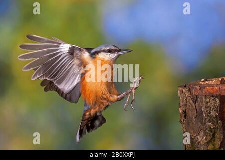 Eurasisches Nuthatch (Sitta europaea), Landung auf einem Pfosten, Deutschland, Baden-Württemberg Stockfoto