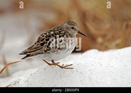 Am wenigsten Sandpiper (Calidris Minutilla), auf Eis, USA, Alaska Stockfoto