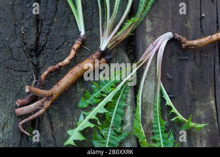 Gemeinsame Löwenzahn (Taraxacum officinale), sammelte Löwenzahn Wurzeln, Deutschland Stockfoto