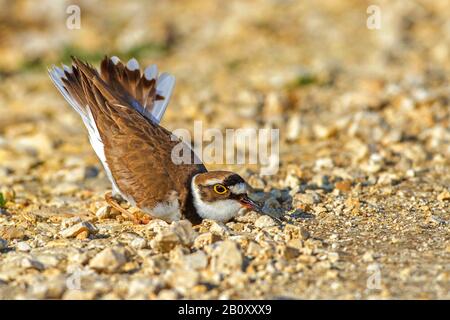 Wenig umher (Charadrius dubius), am Boden eine Nestpfanne bauen, Seitenansicht, Deutschland, Baden-Württemberg Stockfoto