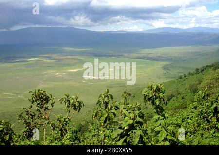 Blick vom Rand auf den Ngorongoro-Krater, Tansania, Ngorongoro-Nationalpark Stockfoto