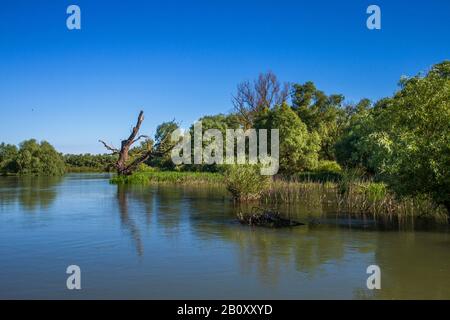 Flutwald im Donau-Delta, Rumänien, Donau-Delta Stockfoto