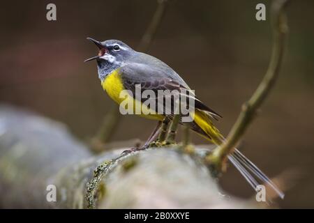 Grau-schwanz (Motacilla cinerea), männlich auf einem Stein, Deutschland, Baden-Württemberg Stockfoto