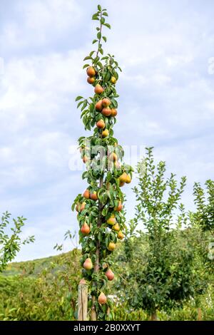 Gemeine Birne (Pyrus communis 'Decora', Pyrus communis Decora), Birnen an einem Baum, kultivieren Decora Stockfoto