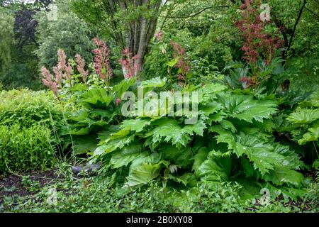 Chinesische Rhabarber (Rheum palmatum), Blooming, Großbritannien, England Stockfoto