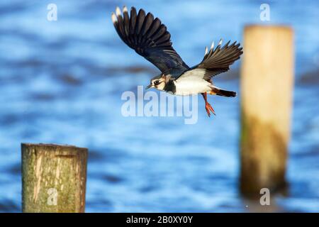 Northern Lapwing (Vanellus vanellus), bei Landungsanflug auf einem Wellenbrecher, Seitenansicht, Niederlande Stockfoto