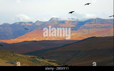 Blick von Giants Castle Vulture Hide auf die Drakensberge, Südafrika, Giants Castle Game Reserve Stockfoto