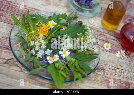 Frühlingssalat aus Wildkräutern, Deutschland Stockfoto