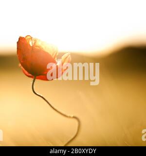 Mohnblume im Rückenlicht, Stockfoto