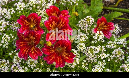 Peruanische Lilien blühen in den englischen Gärten des Assiniboine Park, Winnipeg, Manitoba, Kanada. Stockfoto