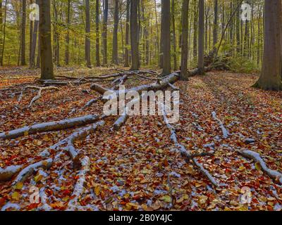 Verfallener Baum im Nationalpark Hainich, Thüringen, Deutschland, Stockfoto