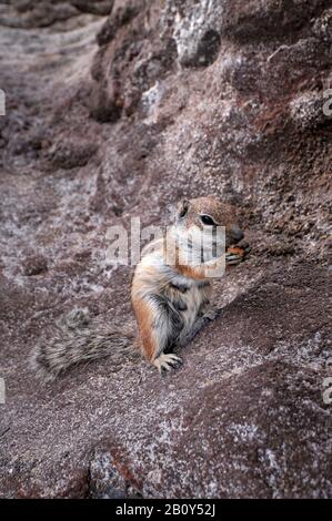 Atlashörnchen oder nordafrikanisches Borstenhörnchen (Atlantoxerus getulus), Fuerteventura, Kanarische Inseln, Spanien, Europa Stockfoto